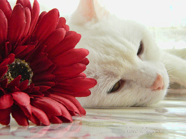 深渊之舞，阿尔瓦雷斯在抢七之夜将阿根廷探戈烙入NBA史诗