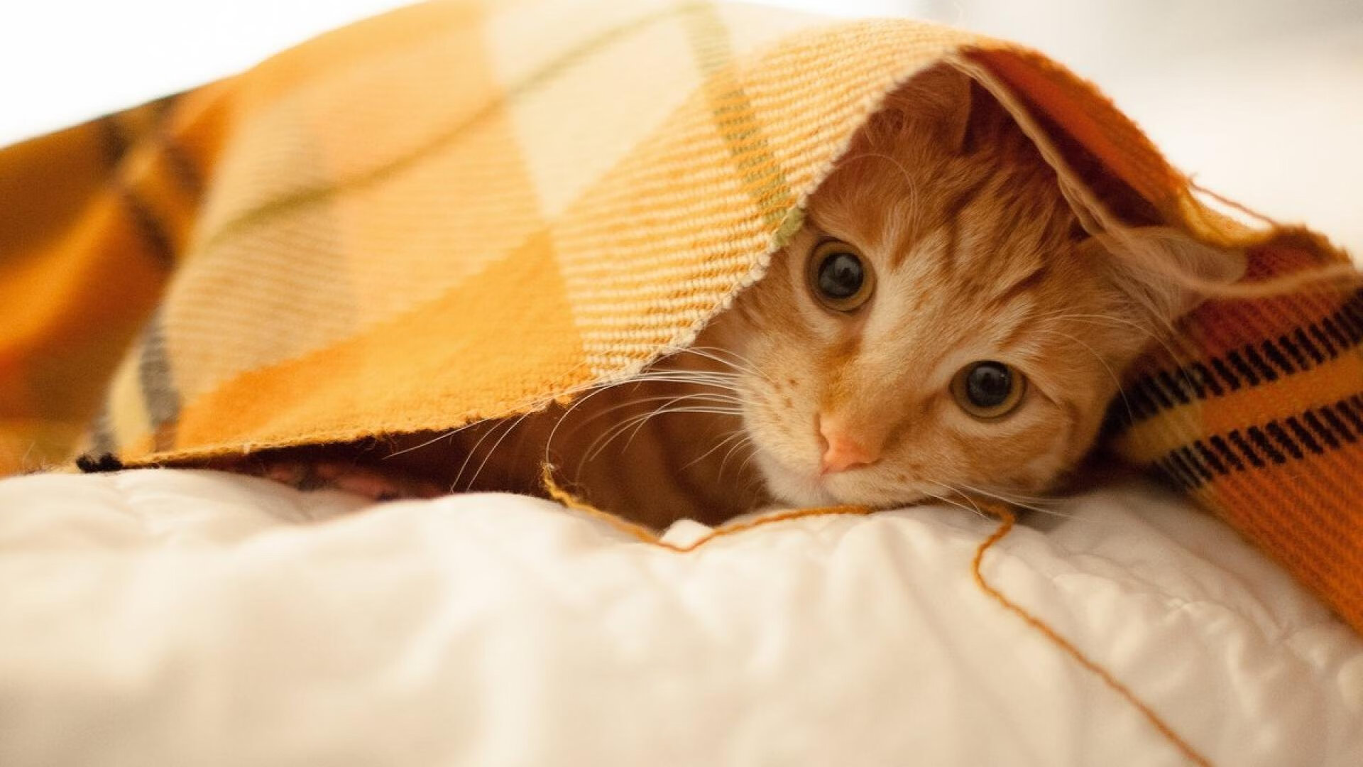 绿茵场上的交响，比利时精妙演奏，卡瓦哈尔化身凌厉变奏