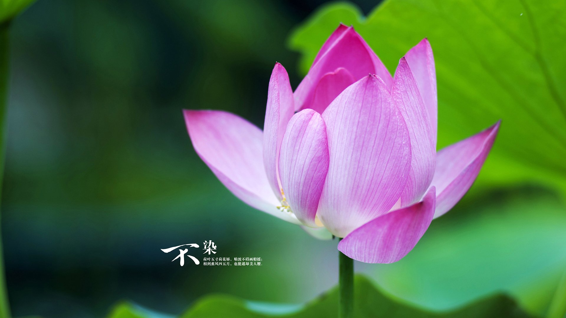 开云体育下载-双城记，篮网铁蹄破天山，字母哥擎天铸传奇