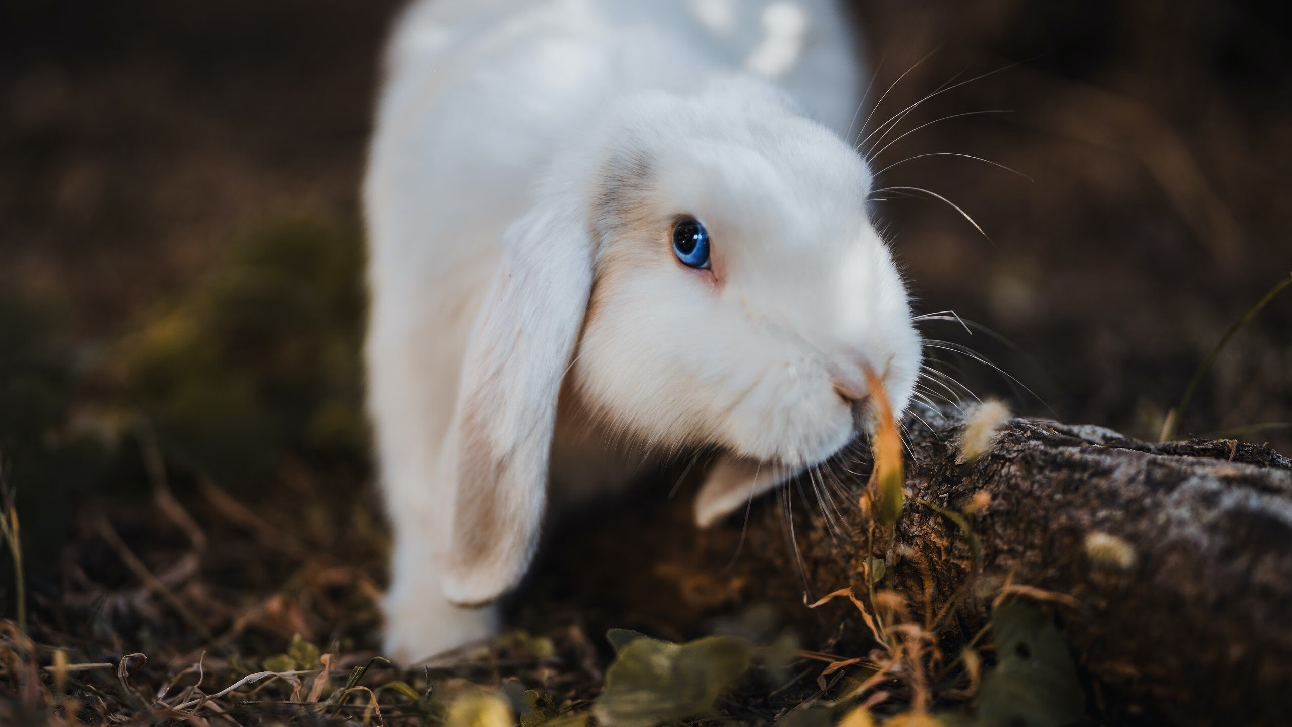 拉梅洛存在感拉满,鹈鹕碾压雄鹿,一场颠覆想象的篮球对决