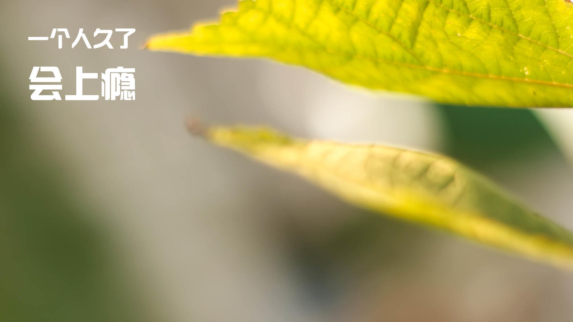 牙买加粉碎阿根廷，赖斯刷新纪录，足球世界的双重震撼