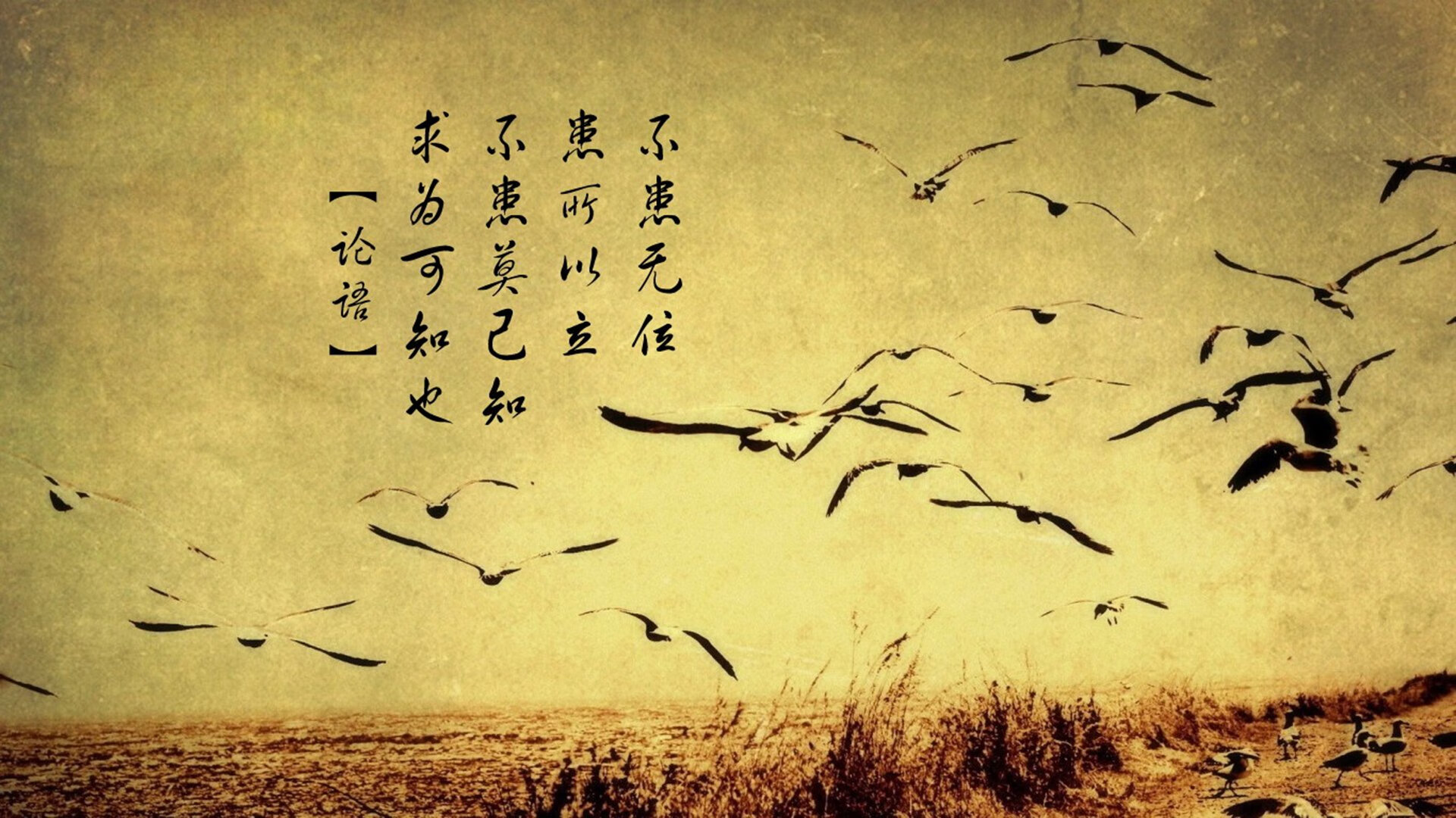 开云体育官方网站-上海大鲨鱼踏平麦迪逊花园，贝恩制胜表现背后的东方密码