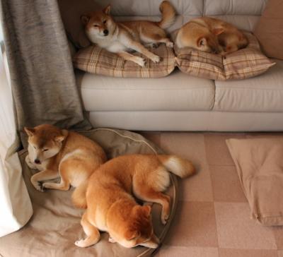 范戴克带动全队节奏，波兰提前终结悬念安哥拉