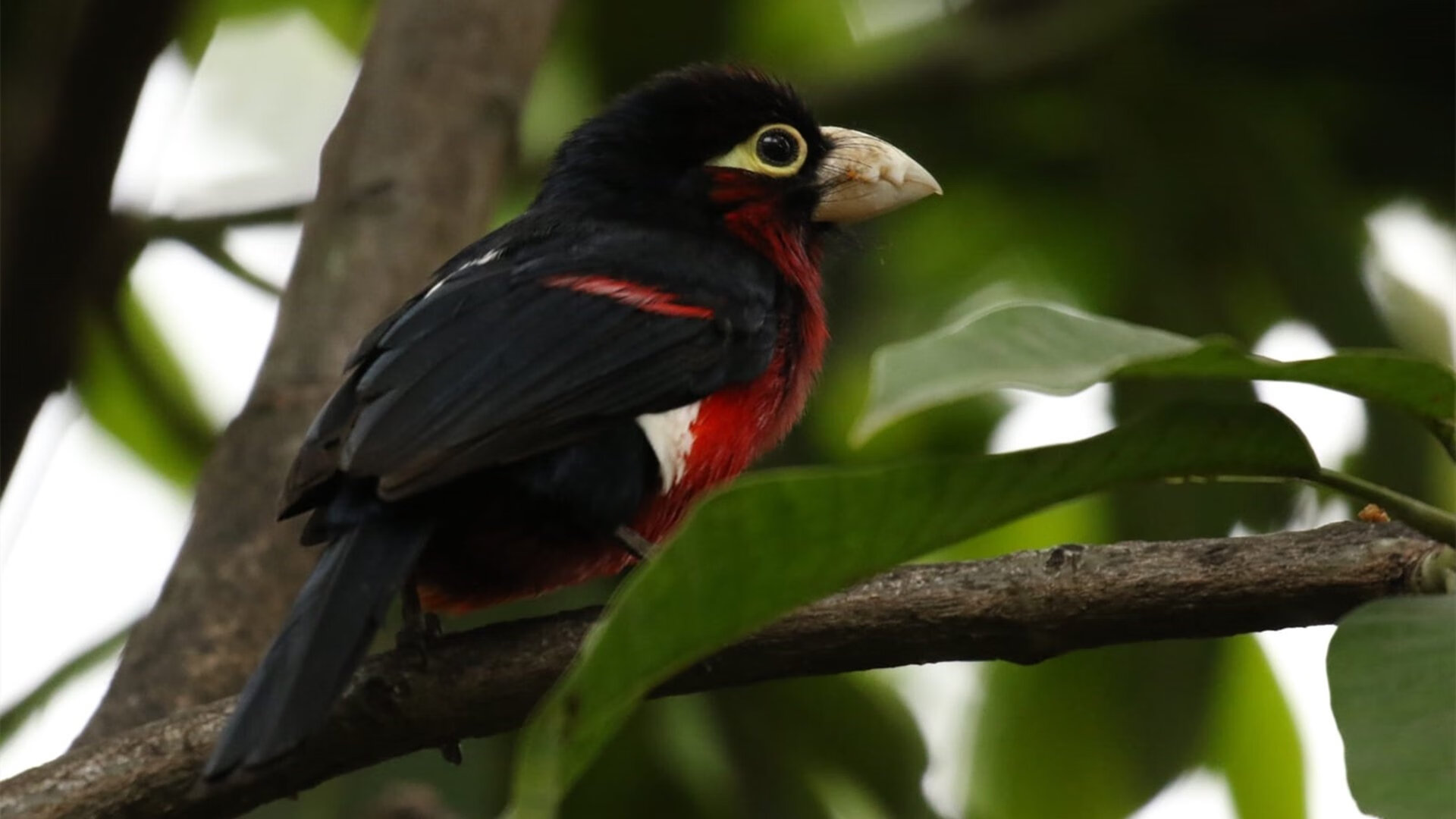 极速与铁壁,当F1新赛季的引擎轰鸣遇见猛龙的决胜时刻