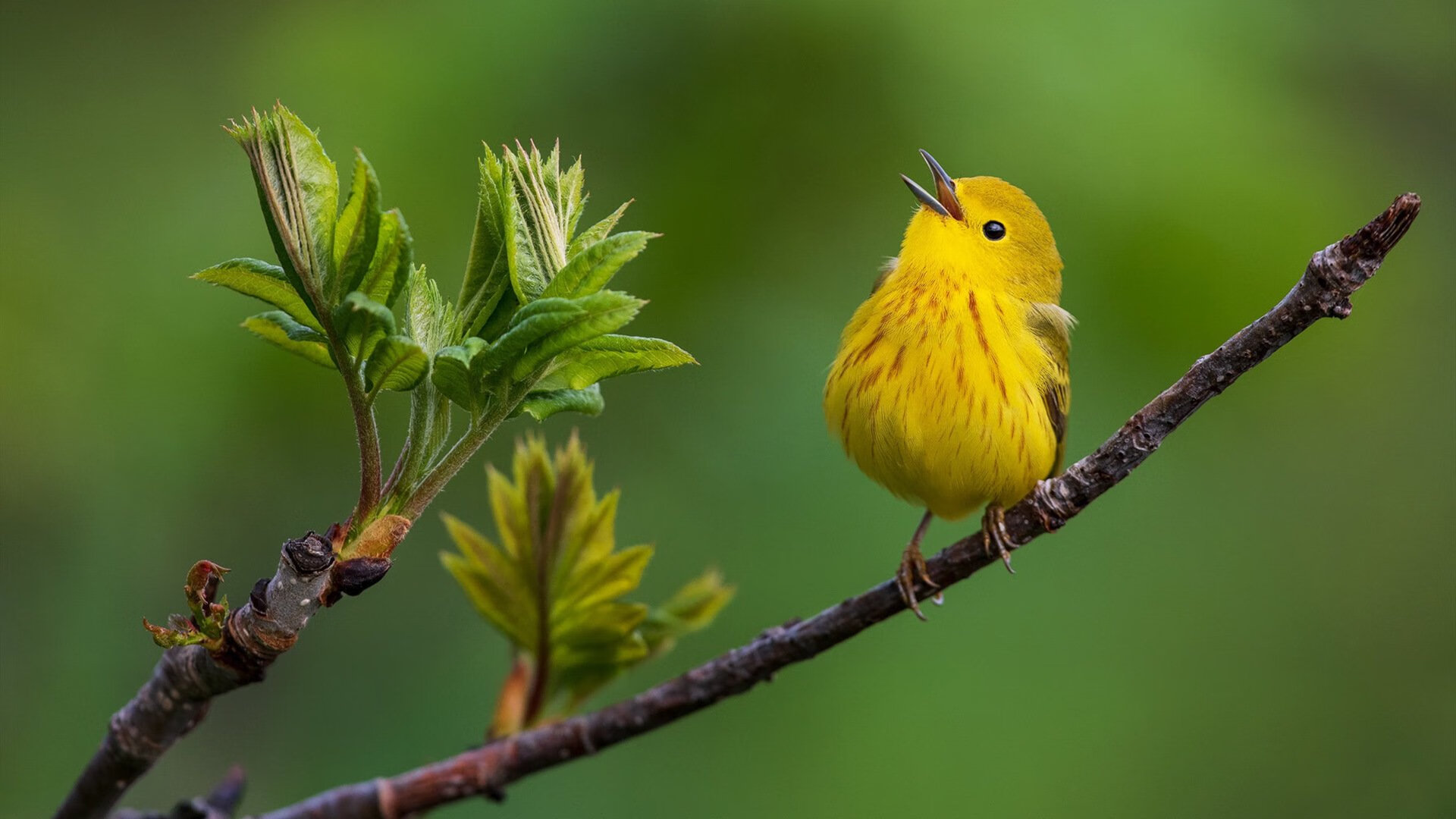 开云官网-沸腾时刻，从草根兵团到杀神降世，体育世界里的终极接管