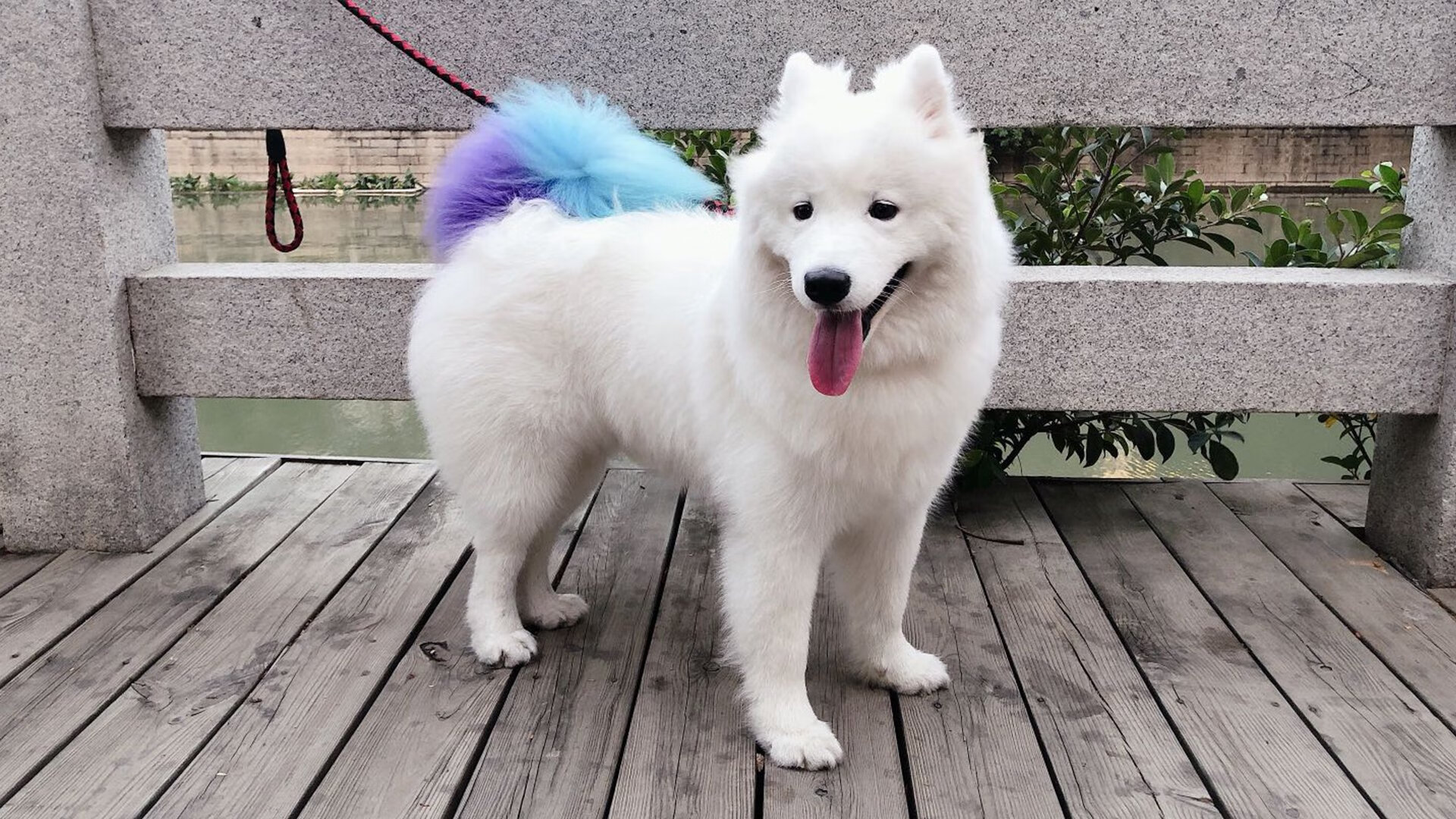 孔德爆发闪耀全场,哥斯达黎加压哨绝杀韩国锁定胜局