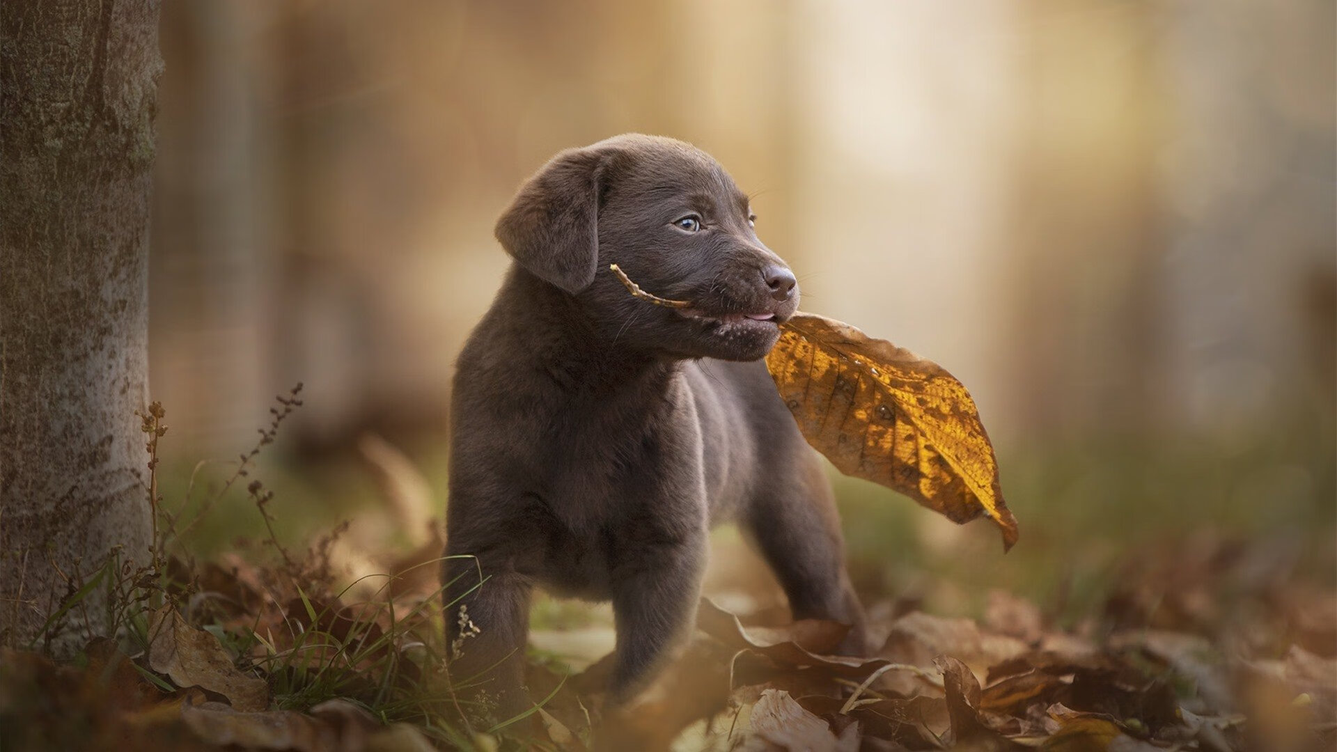 马克西成费城新炬,一场燃烧成长的失去之战