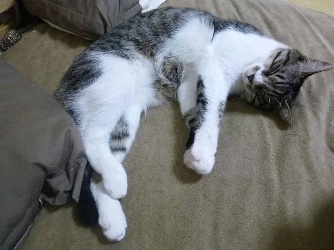 新疆队对阵骑士,塔图姆稳定输出不掉线,演绎跨联赛对决精彩