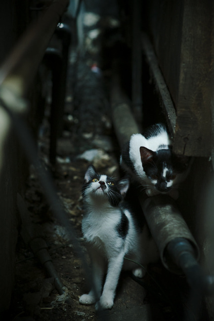 跨越洲际的领袖光芒，几内亚之韧与格列兹曼之决