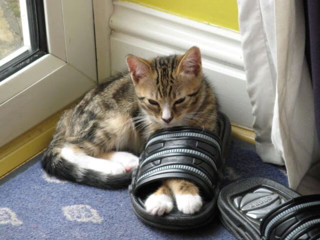 开云平台-关键先生莱万，当孤星闪耀在团队的暗夜里