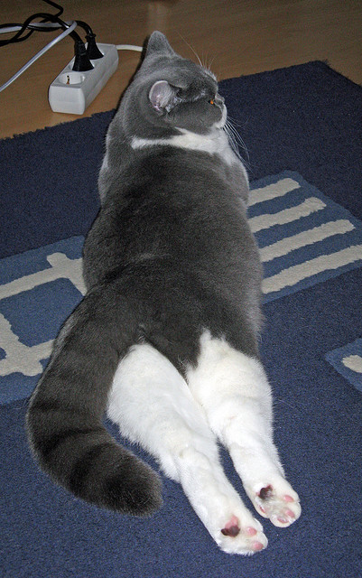 开云体育在线-厄瓜多尔爆冷掀翻拉齐奥，京多安在世界排名争夺战中主宰赛场