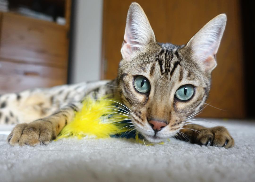 西决生死战之夜,阿什拉夫存在感拉满,铸就传奇逆转