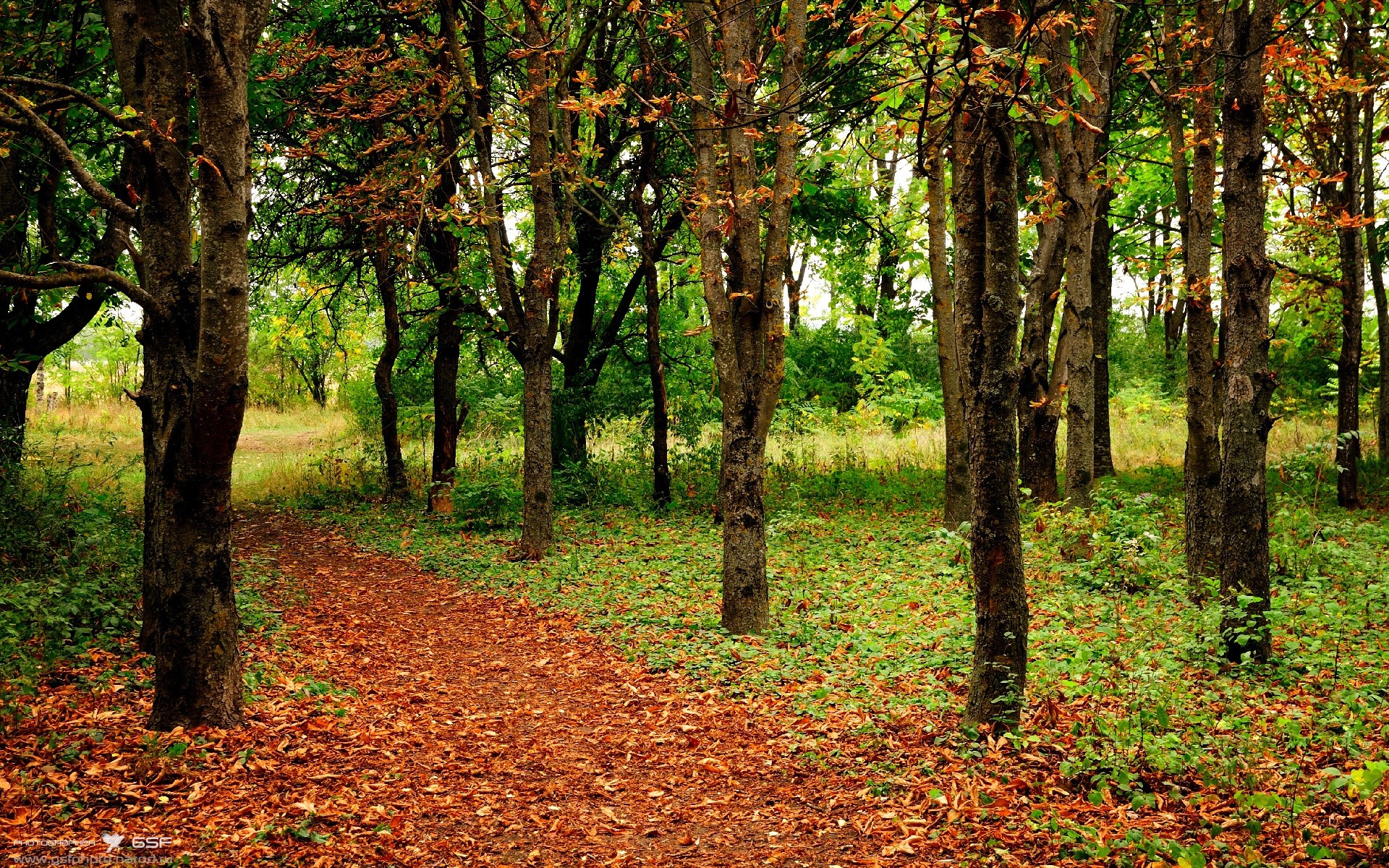 黄蜂生死战力克掘金，马克西奥运周期关键战接管比赛