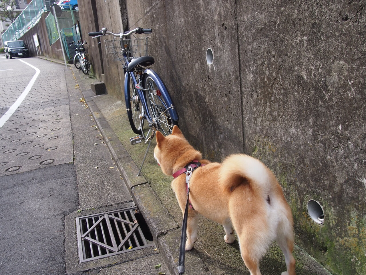 欧冠半决赛的巅峰对决，奥纳纳的统治与切尔西的英格兰荣耀