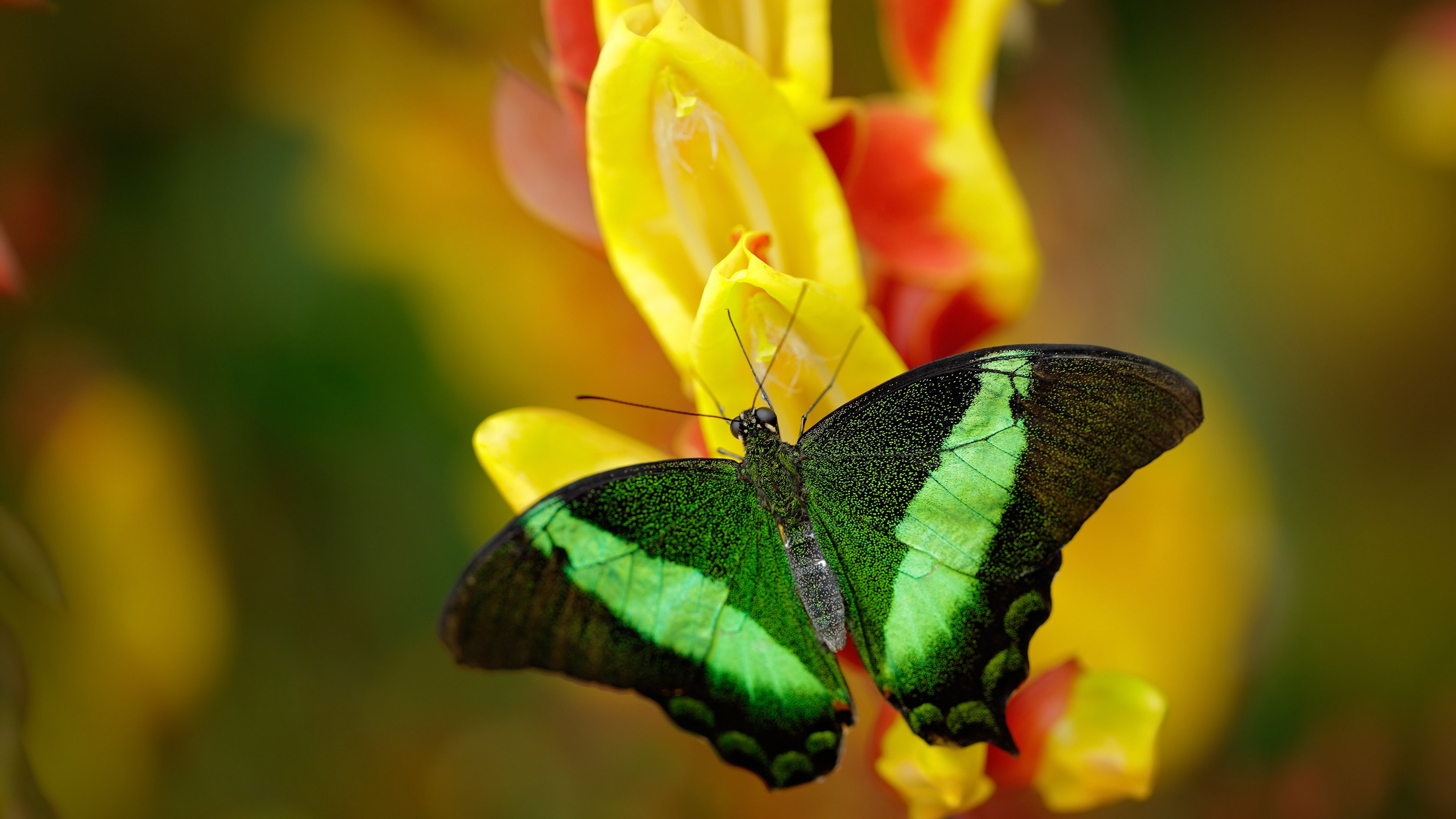 三笘薰冠军级表现闪耀加时，多特蒙德力克AC米兰晋级欧冠四强