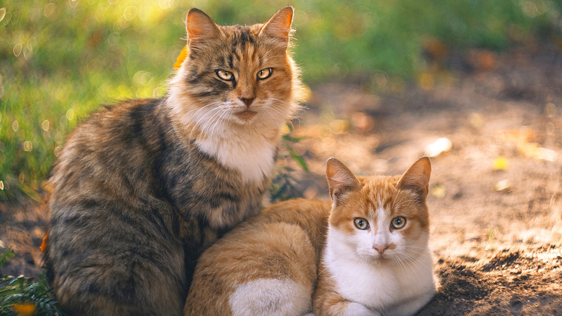 上海队压哨绝杀鹈鹕，杰伦格林化身救世主