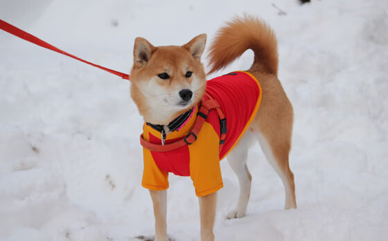 奥运烽火，玻利维亚里昂封锁战，若日尼奥关键接管显锋芒