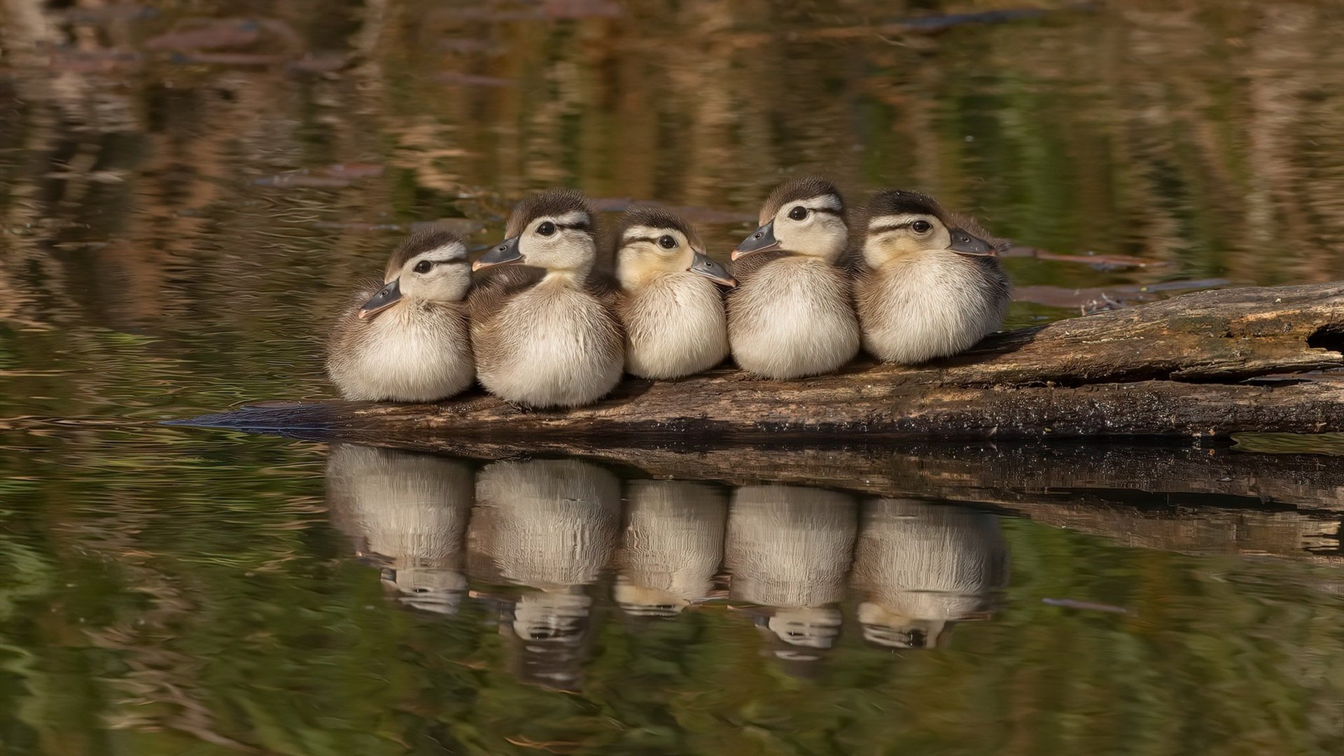 黄蜂狂蛰公牛，布克总决赛封神，新生代如何重新定义NBA权力版图